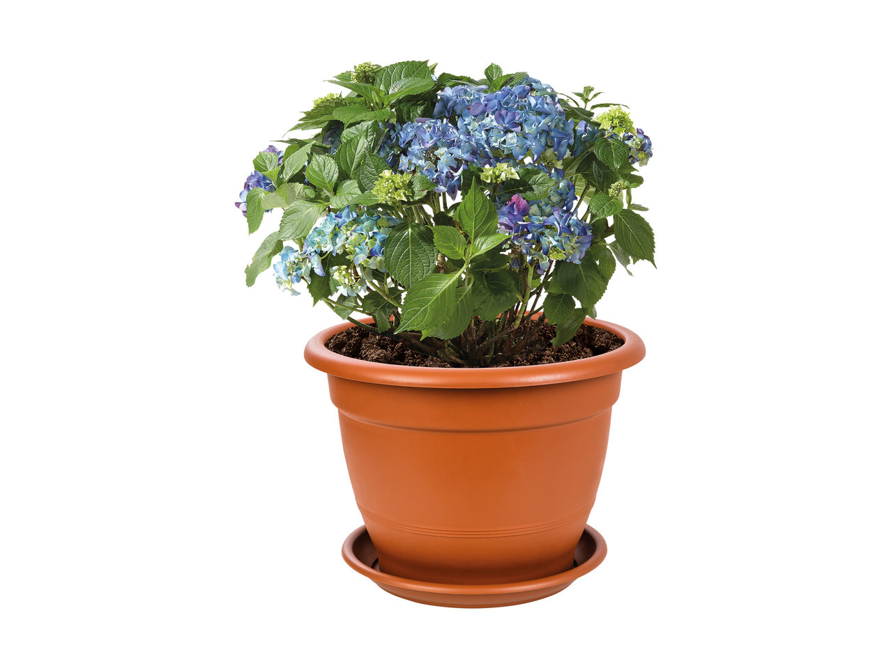 Florabest Planter with Tray1