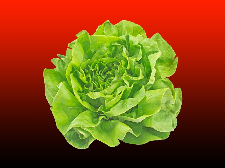 Salată verde