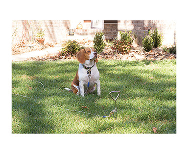 Heart to Tail Medium or Large Dog Run Cable and Stake