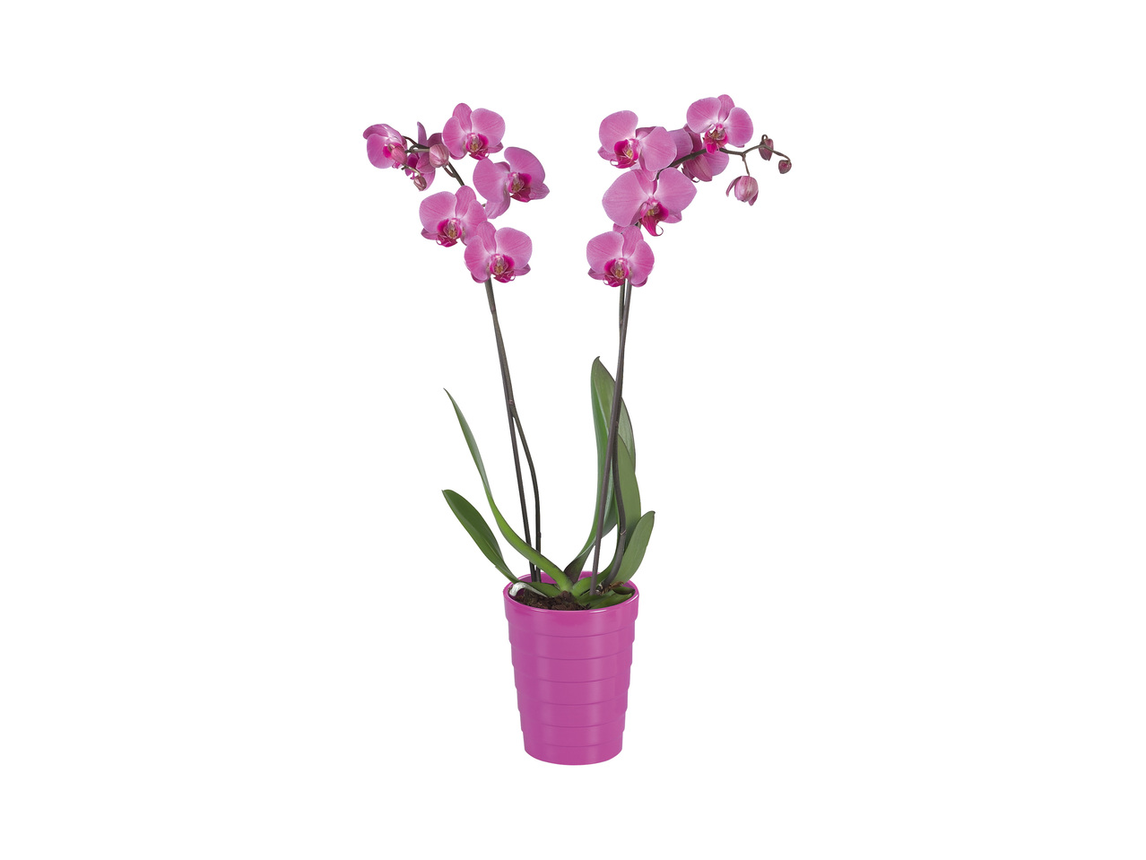 Phalaenopsis Vaso 12 cm