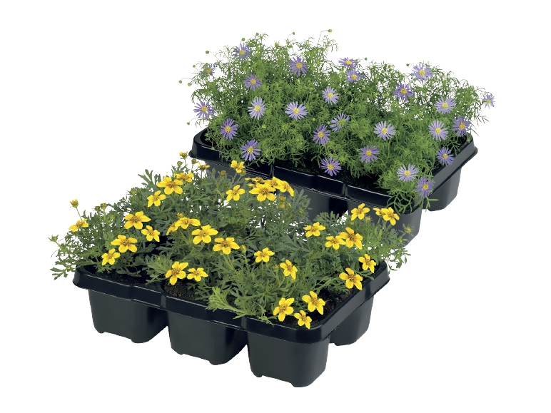 Container Plants