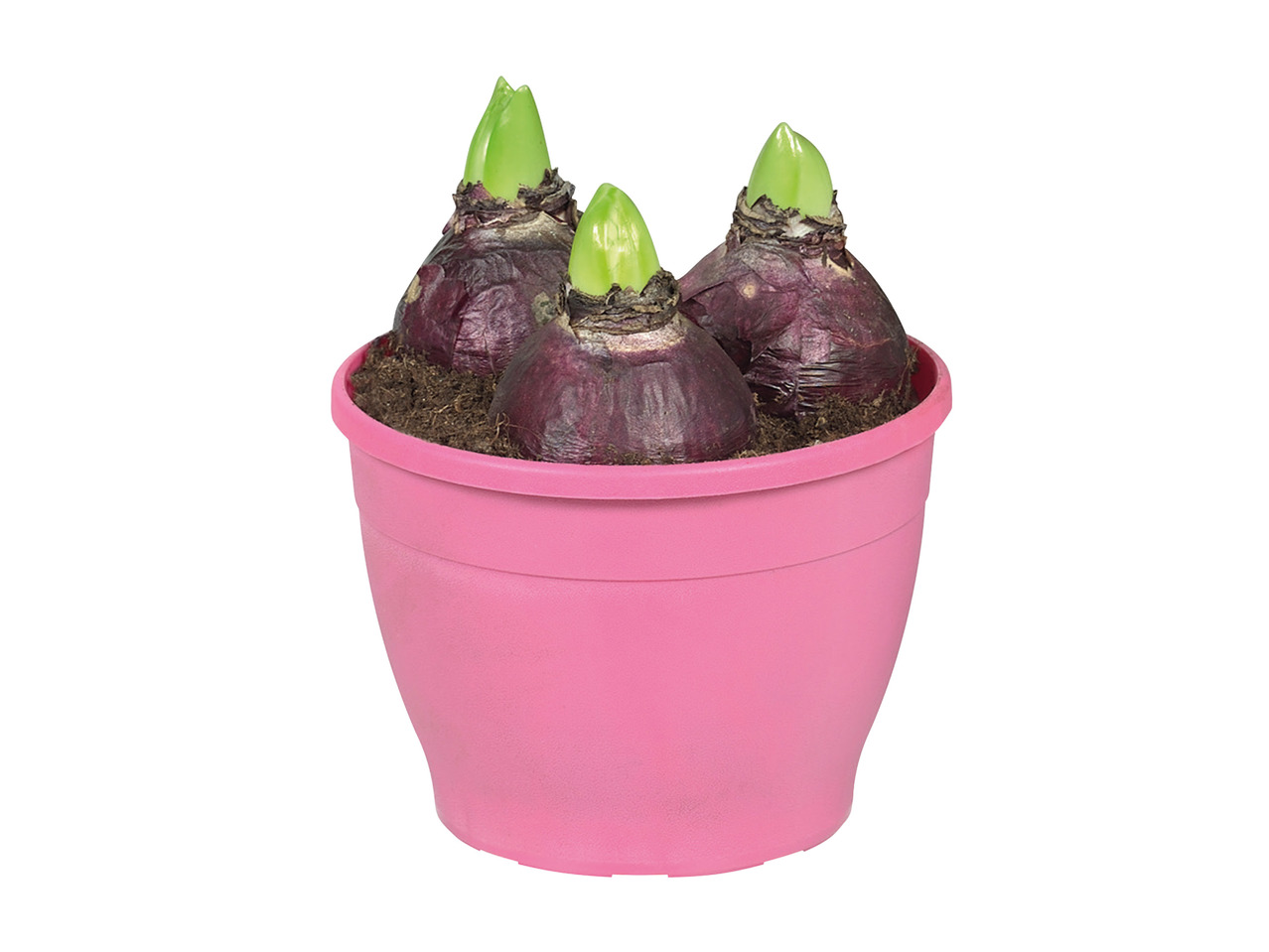 Potted Hyacinth Bulbs in Colourful Pot1