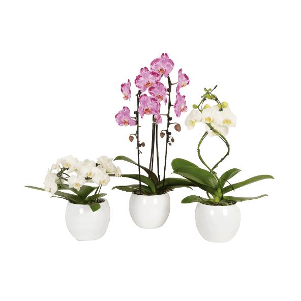 Orchidee twister
in keramiek