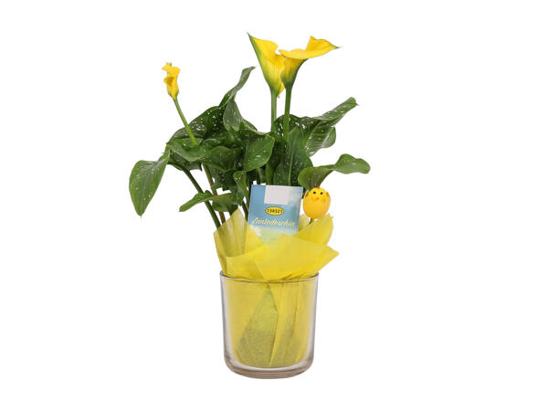 Calla Lily in Glass Pot with Chick