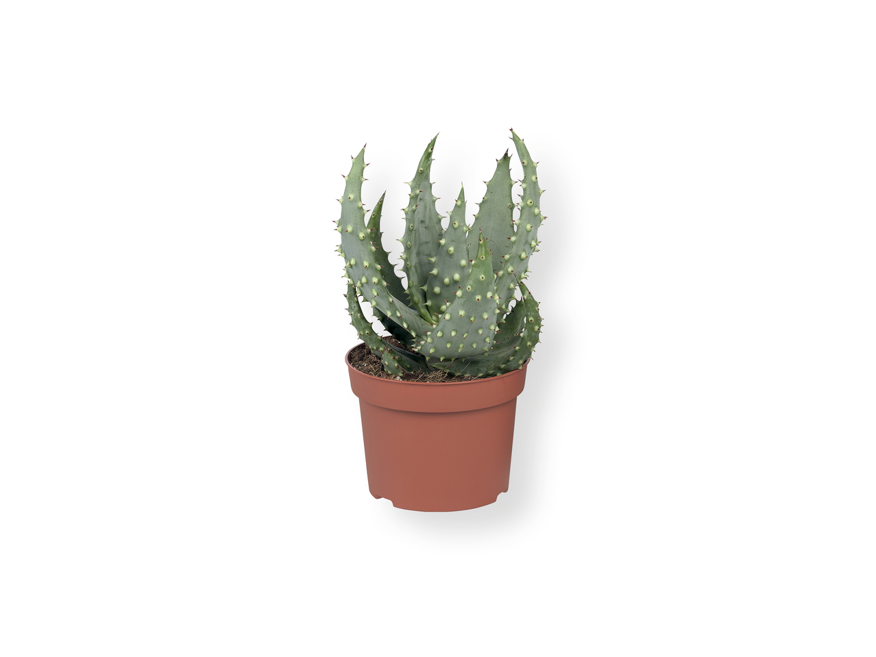 Cactus/Suculentas