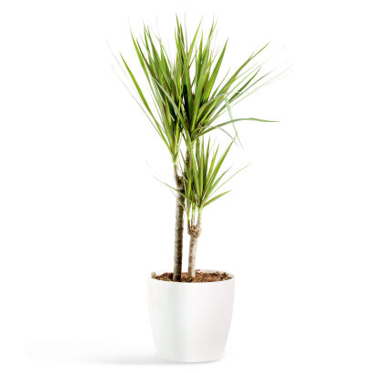 Solitairplant