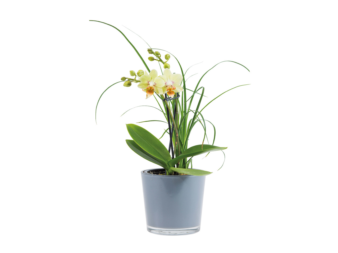 Orchids in Glass Pot1