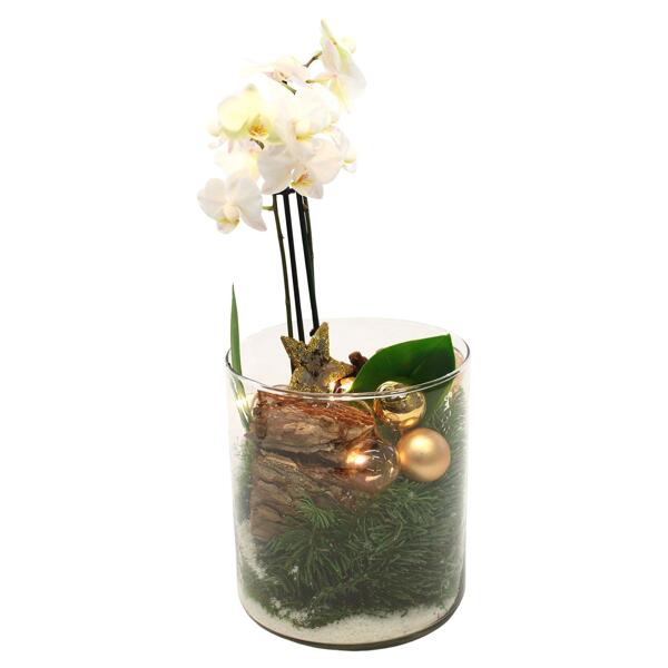 GARDENLINE(R) Orchidee u. a. im Glasgefäß