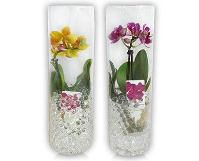 Orchidea üvegben gyöngyökkel