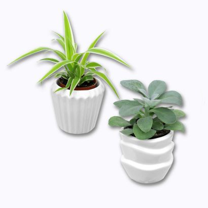 Mini plante verte