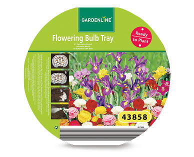 Flowering Bulb Tray