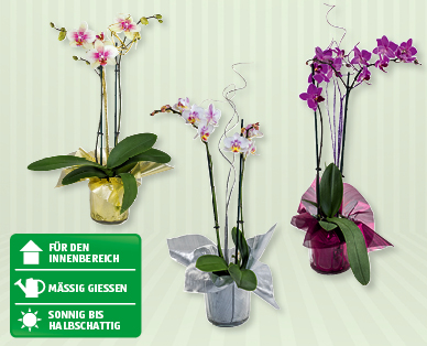 Phalaenopsis Silvester