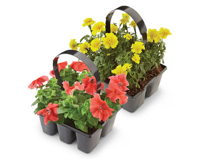 6-Pack Annuals