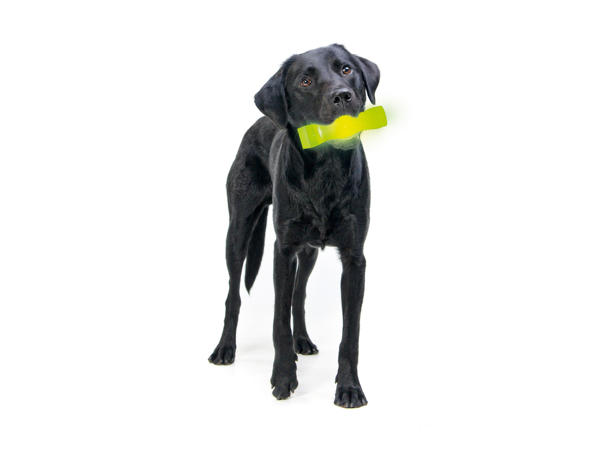 Zoofari(R) Brinquedo Luminoso para Cão