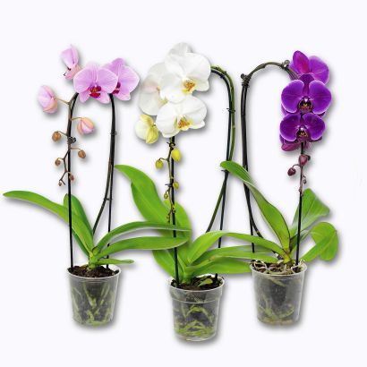 Orchidée "Phalaenopsis" cascade