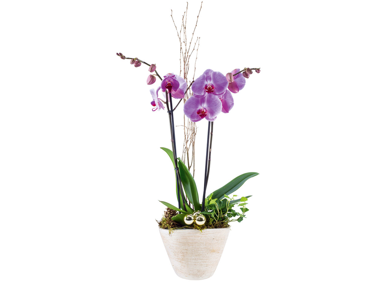 Orchidee in ovaler Keramik