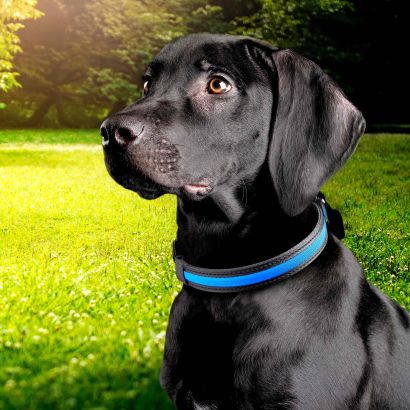 Halsband oder Lichterkette für Hunde