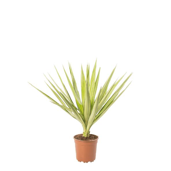 Palmplant