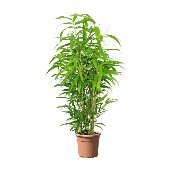 Bambou ou Palmier
