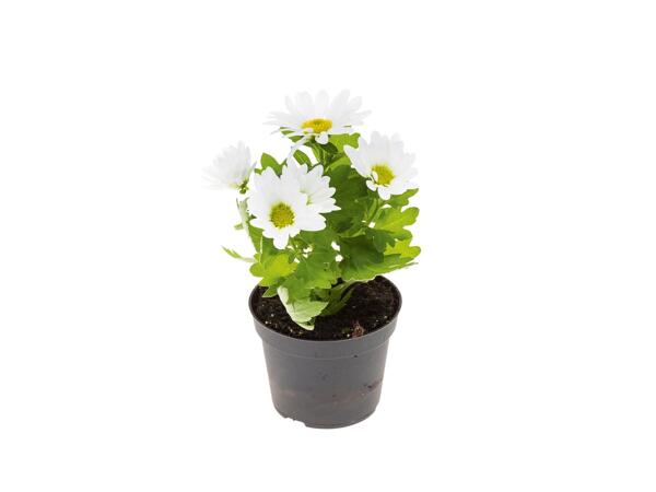 Mini virágzó növénymix*