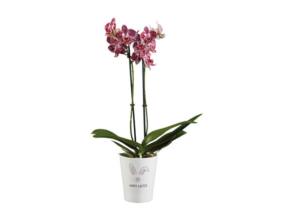Phalaenopsis in decorative ceramic pot