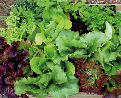ZURÜCK ZUM URSPRUNG Bio-Salat-/ Gemüsepflanzen