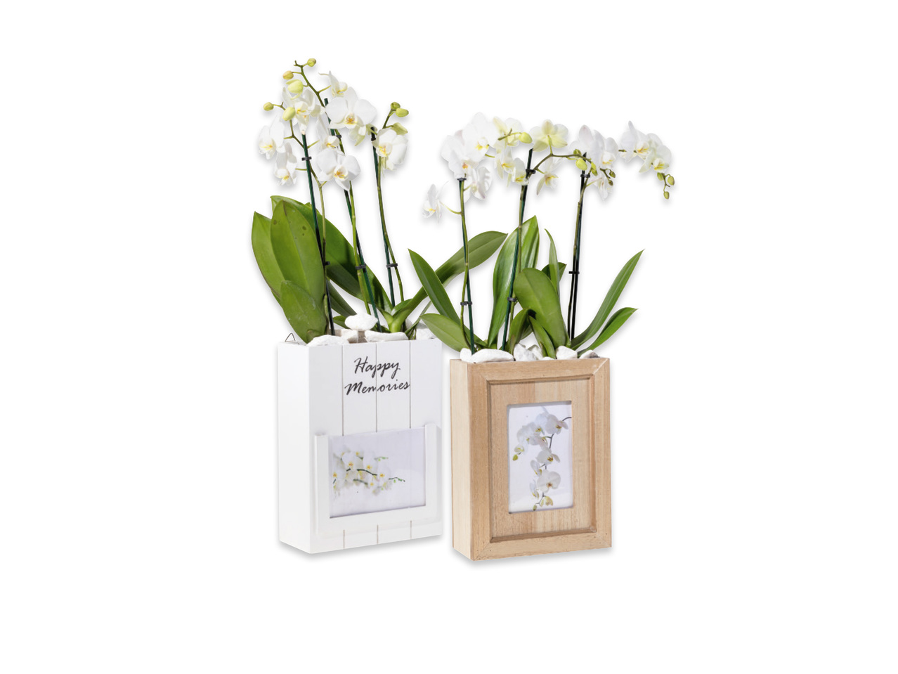 Orkidé i kruka med fotoram
