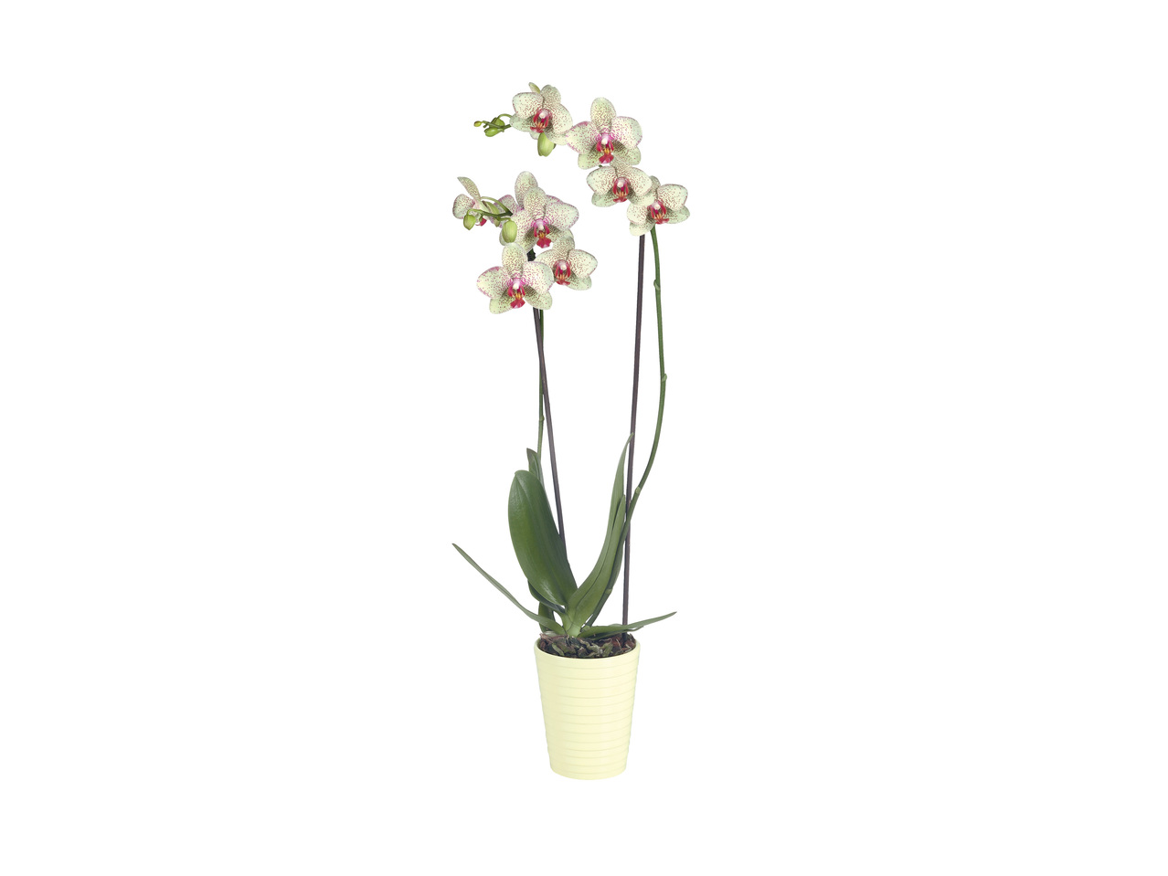 Phalaenopsis Vaso 12 cm