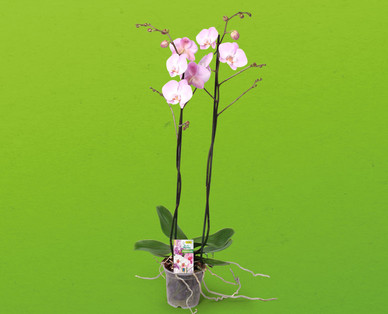 Jumbo-Orchidee