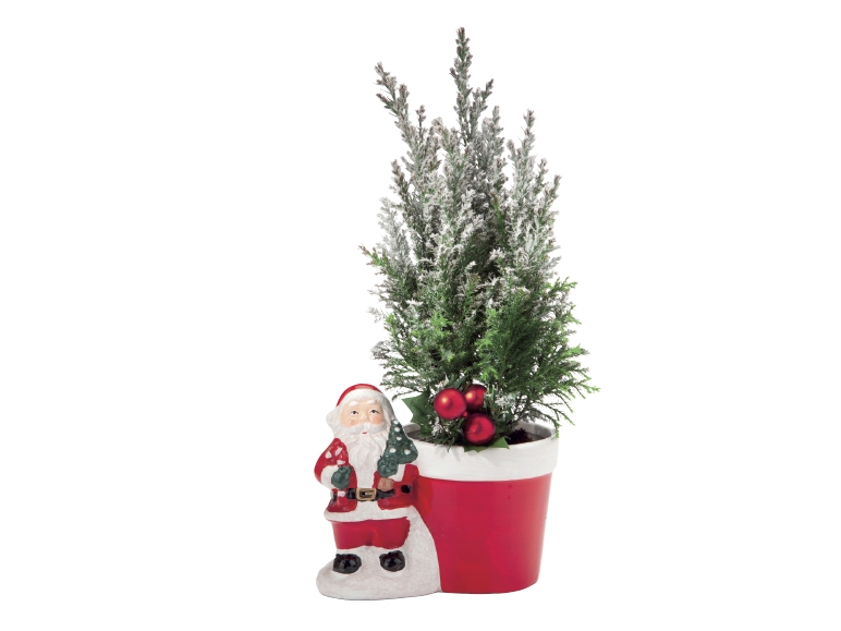 Father Christmas Conifer
