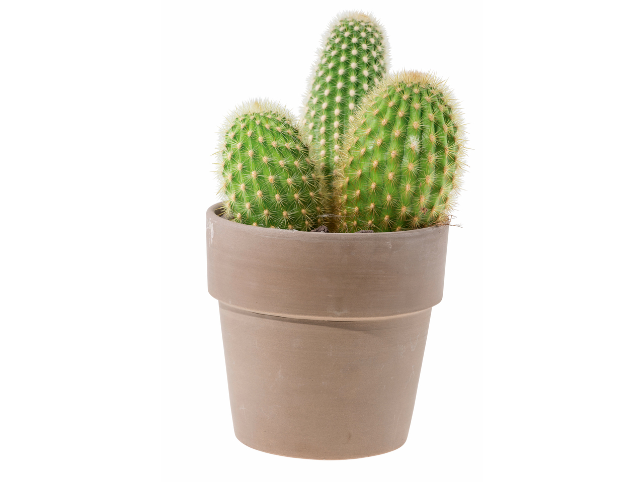 Cactus dans un pot en céramique