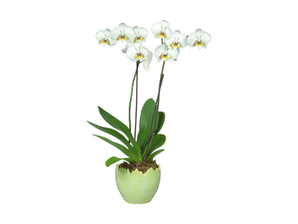 2-grenet orkidé i keramikæg