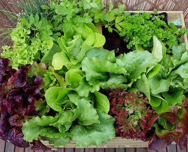 ZURÜCK ZUM URSPRUNGÖsterreichische Bio-Salat-/Gemüsepflanze
