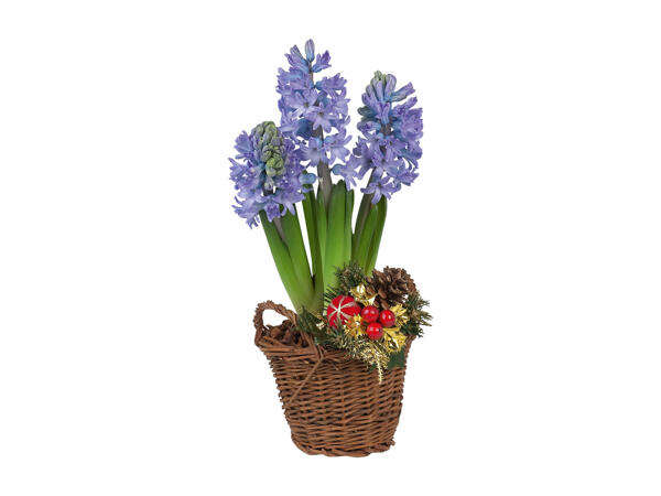 Hyacinths in a Basket