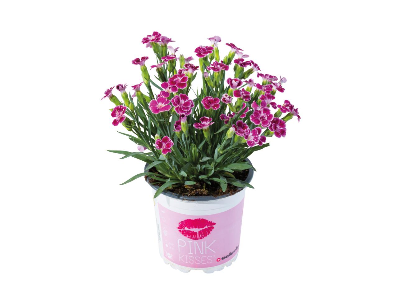 Dianthus Pink Kisses1