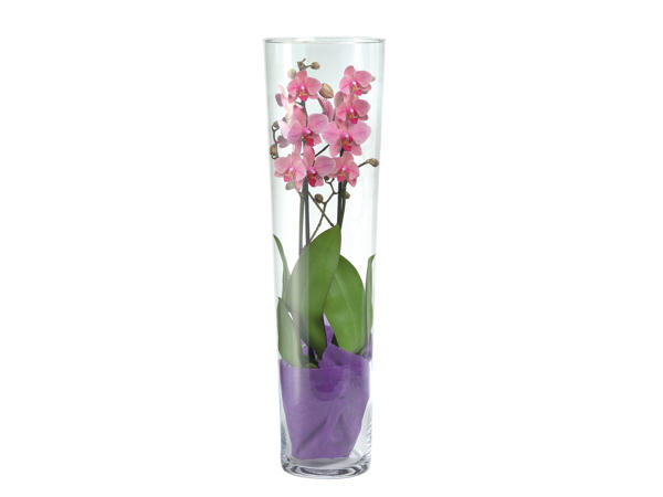 Phalaenopsis in Vase