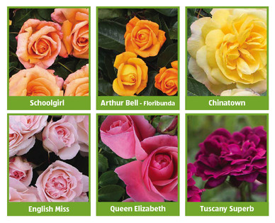 English Grown Roses