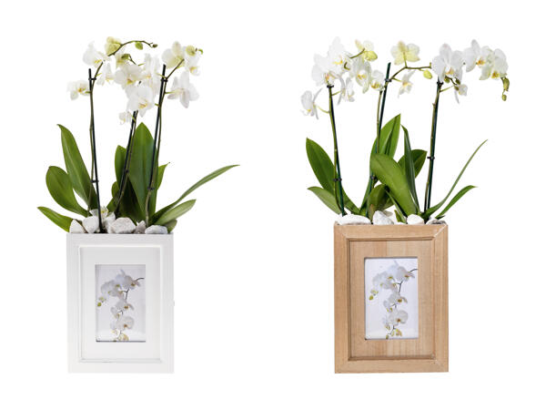 Phalaenopsis in box per foto