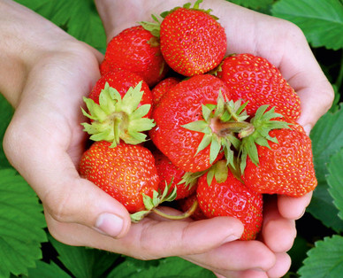 ZURÜCK ZUM URSPRUNG Bio-Lizenz Erdbeerpflanze aus Österreich