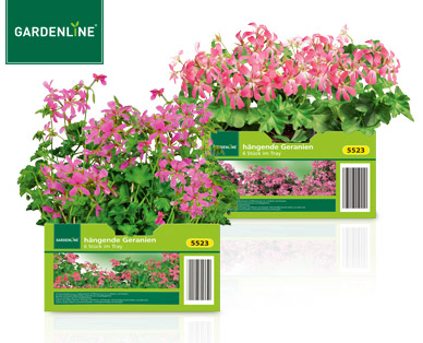 GARDENLINE(R) Beet- und Balkonpflanzen, 6er-Tray