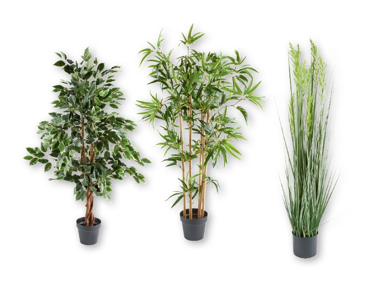 MELINERA Decorative Plants