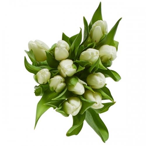 Bouquet de 12 tulipes