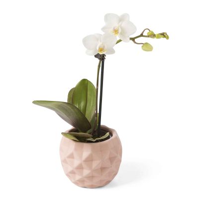 Orchidee, Bromelie oder Calla