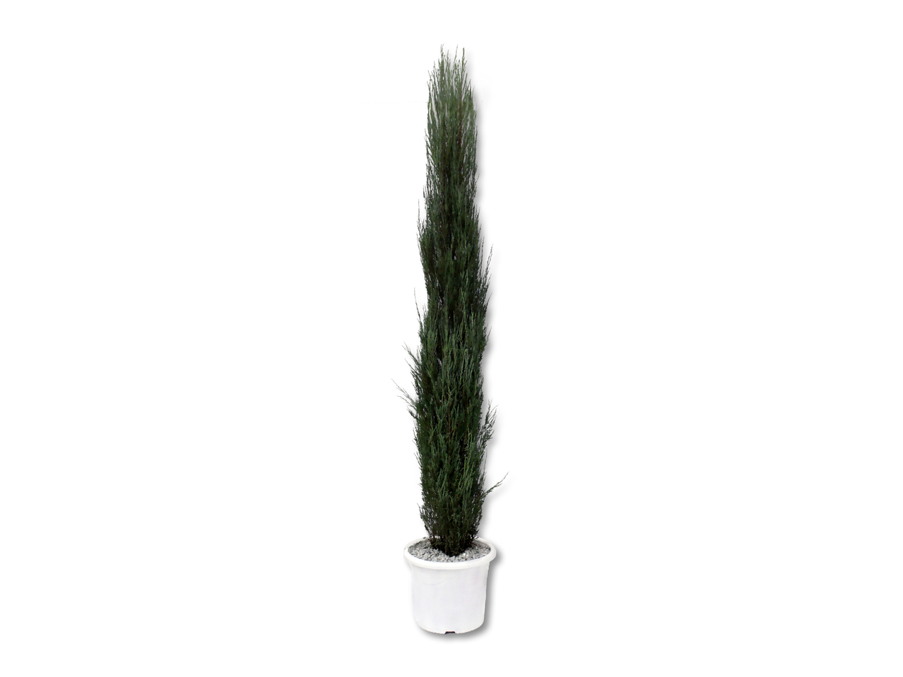Juniperus scopulorum (nur in der Deutschschweiz und im Tessin verfügbar)
