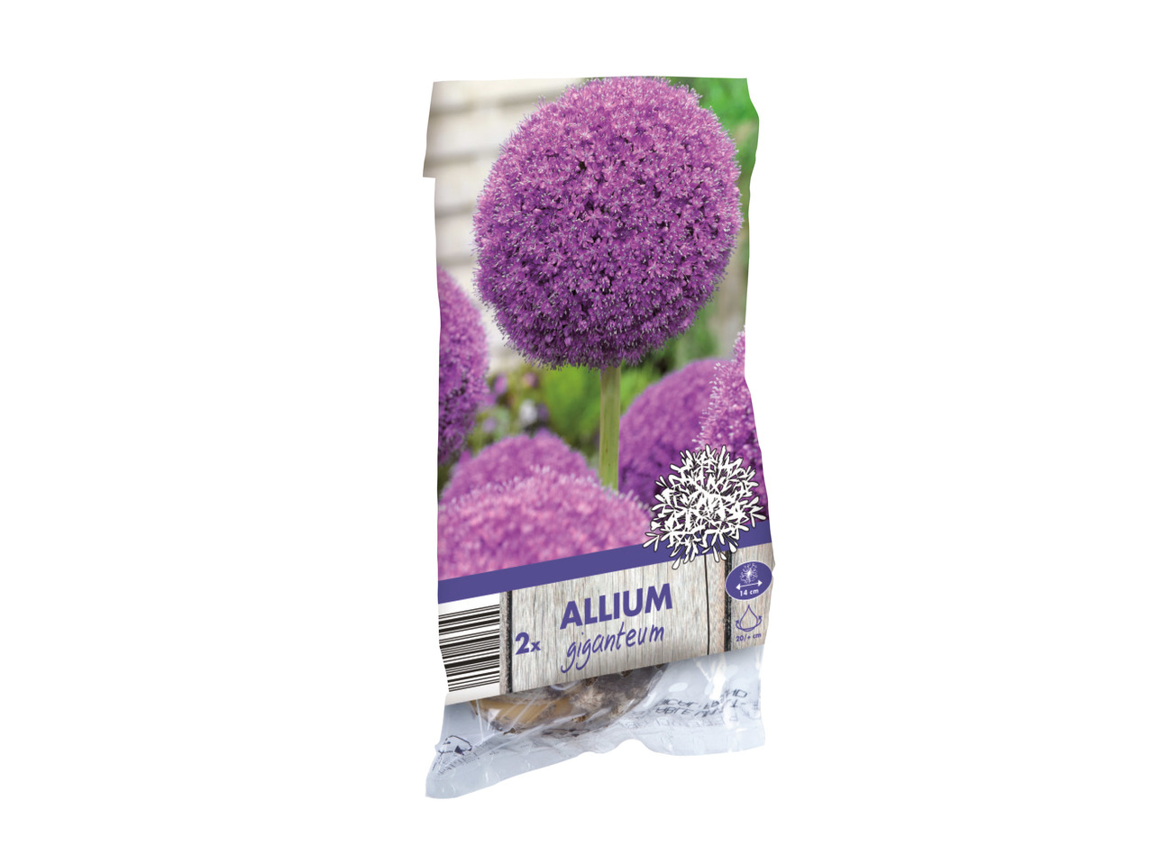 Allium Bulbs 1