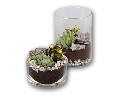 Plante succulente dans un pot en verre