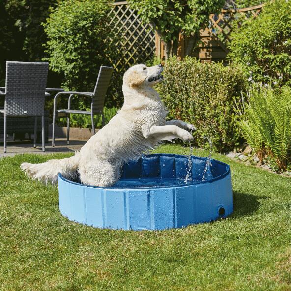 Klein hondenzwembad