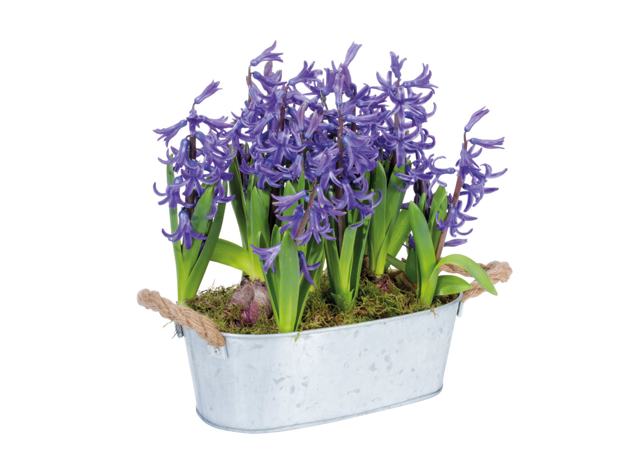 Hyacinth in Zinc Bowl1