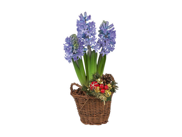 Hyacinth in Basket