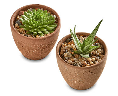 Succulent in Decorative Pot